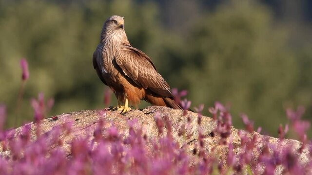 Red kite between stones and purple flowers with the first light of day, Milvus milvus