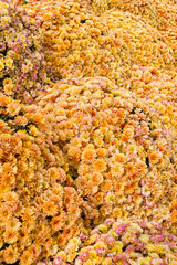 Blooming chrysanthemums as a background.