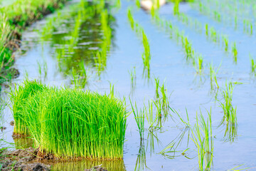 【田植えイメージ】初夏の時期 田園風景