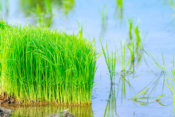 【田植えイメージ】初夏の時期 田園風景