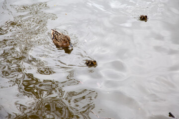 Duck with duckling swims in the pond