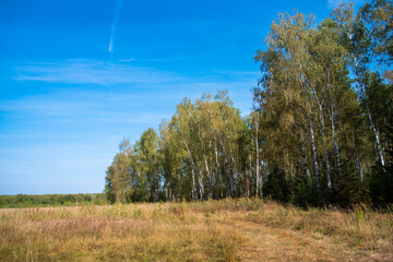 Fototapeta premium field and forest against the blue sky