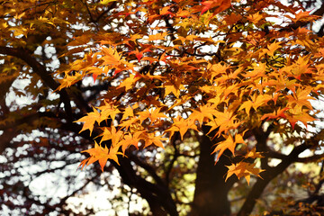 Vivid maples leaves in Autumn. Foliage of trees nature background. Concept for beautiful landscape scenery. Peaceful, serene atmosphere in the garden. Eco tourism travel concept. 
