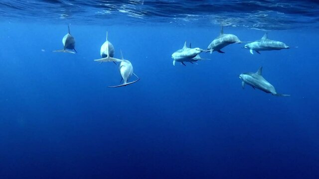 A pod of Dolphins moving in open blue water - underwater