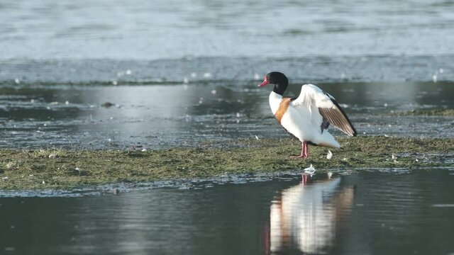 Common shelduck (Tadorna tadorna) bird in the new Reevediep nature reserve near Kampen, Overijssel, during a beautiful springtime evening.