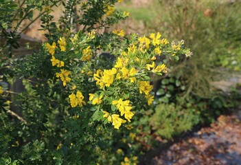 A yellow flowering Broom plant originating in the Canary Islands but growing in a Welsh garden.