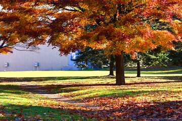 Autumn and foliage nature background. Beautiful landscape in the garden, Hiking Walk path in colorful vivid foliage of trees, Peaceful, calm and relaxing atmosphere. Eco tourism travel concept. 