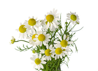Camomile pharmacy flowers with green leaves isolated bouquet on white background - obrazy, fototapety, plakaty