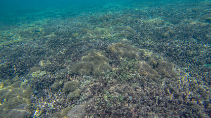 Panoramic scene under water and blue background