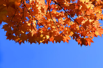 Vivid maples leaves in Autumn. Foliage of trees nature background. Concept for beautiful landscape scenery. Peaceful, serene atmosphere in the garden. Eco tourism travel concept. 