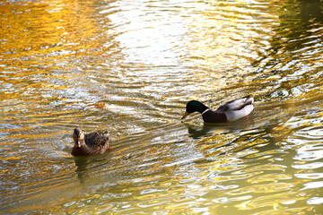 Ducks in natural pond in colorful vivid foliage of trees, Peaceful, serene atmosphere in the garden. Eco tourism travel concept.  