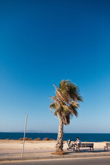 Obraz premium palm tree on the beach and mother with a stroller on a bench by the sea