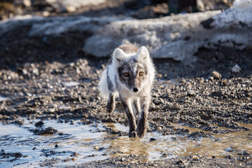 Lis polarny na południowym Spitsbergenie © blackspeed
