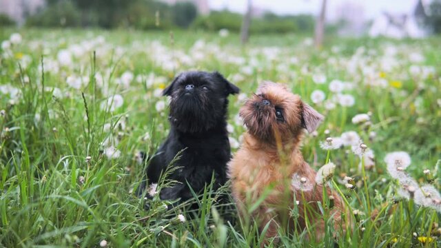 Two griffon dogs are sitting in grass in a field of dandelions. They are taught to sit and wait. They are focused on a person with a treat which is not visible. 