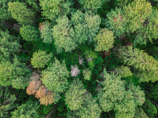 Taiga forest from above. Vasyugan swamp. Cedar grove aerial landscape. Nature background. Siberia, Russia