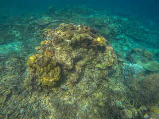 Panoramic scene under wate, coral and blue background