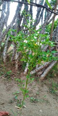 Molela Nathwara Rajsthan India 7 June 2020 in the morning time Chili plant Many leaves of chilli plant have come. All the leaves are green.