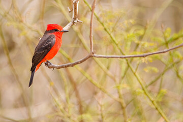 A male scarlet flycatcher (Pyrocephalus rubinus) in Quito, Ecuador