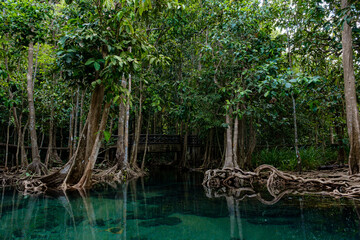National Park in Krabi Province, Thailand with mangrove forests