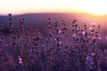 Lavender Field in the summer sunset time