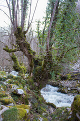 Rio y piedras entre las verdes montañas