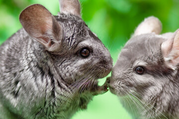 couple of cute gray chinchilla sitting on green colored background with leaves , lovely pets and nature concept, two purebred fluffy rodent