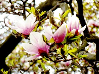Obraz premium Magnolia blossom