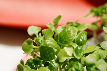 Growing micro greens in a daylight close up