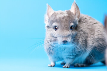 cute gray chinchilla sitting on blue colored studio background, lovely pets concept, purebred...