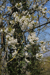 Baumblüte