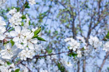 Obraz na płótnie Canvas Branches of blossoming apricot macro