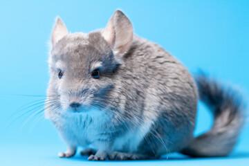 cute gray chinchilla sitting on blue colored studio background, lovely pets concept, purebred fluffy rodent, animal behavior