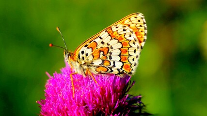 A close-up of a  colored butterfly on a milk thistle flower