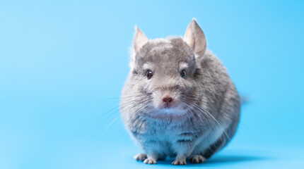 cute gray chinchilla sitting on blue colored studio background, lovely pets concept, purebred fluffy rodent, animal behavior