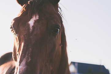 Horse face with flies around flies close up