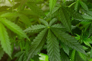 Naklejka na ściany i meble Large leaves of marijuana in the sun. Medical cannabis with THC for wellness healthcare use.