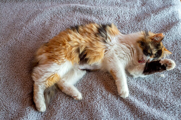 Pet animal, cute calico cat