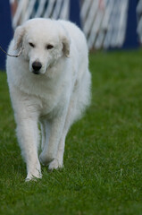 Kuvasz