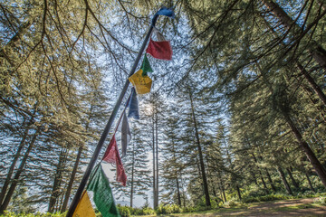 Fototapeta na wymiar Prayer flags in a Deodar (Cedar) forest in the morning in Pithoragarh, Uttarakhand, India