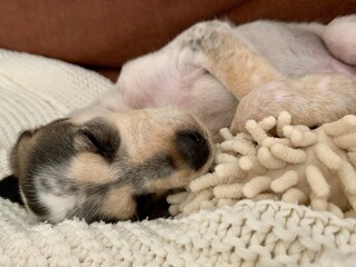 sleeping puppy sleeping