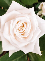 Close up of fresh white rose flower