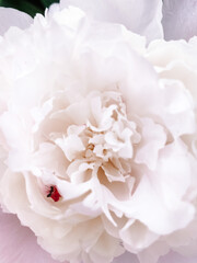 Fresh white peony flower