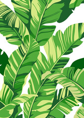 Pattern banana tree and leaves that it is a tropical plant on white background, flat line vector and illustration.