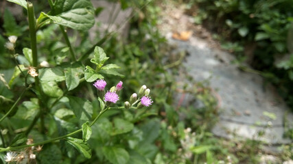 purple flowers