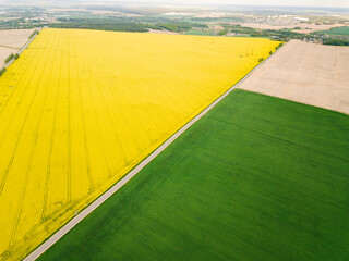 beautiful contrast rape field plant in europe russia yellow and green. rape in spring and summer Aerial view of road passing through a rural landscape with blooming rape shot from air