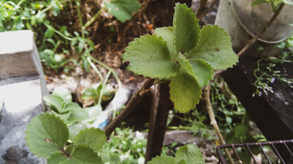 oregano plant