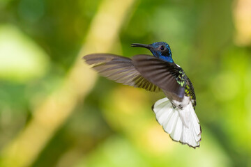 A male white-necked jacobin (Florisuga mellivora) in the tropical forest in El Oro, Ecuador