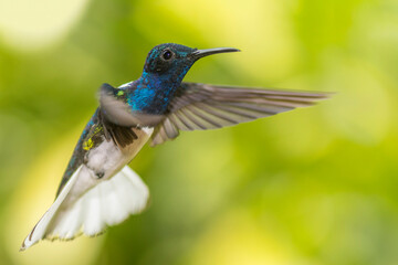A male white-necked jacobin (Florisuga mellivora) in the tropical forest in El Oro, Ecuador