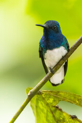 A male white-necked jacobin (Florisuga mellivora) in the tropical forest in El Oro, Ecuador