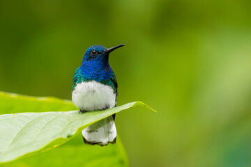 A male white-necked jacobin (Florisuga mellivora) in the tropical forest in El Oro, Ecuador